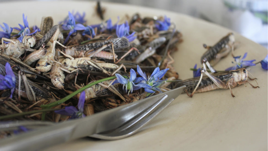Noma insects